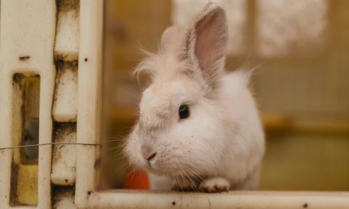 A close up of a fluffy white rabbit in an enclosure