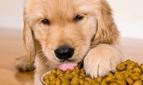 A puppy eating dry food out of a bowl indoors