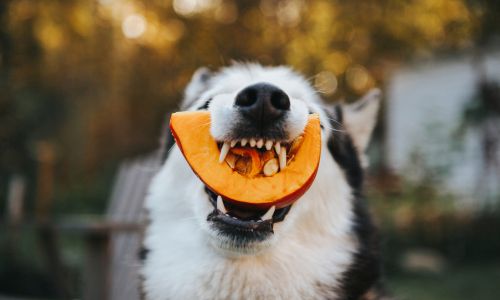A dog chewing a pumpkin
