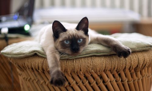 A cat stretched out on a cushion