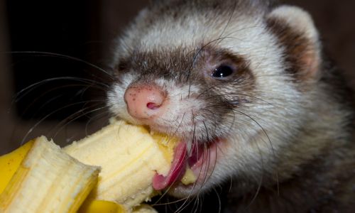 A ferret eating a banana
