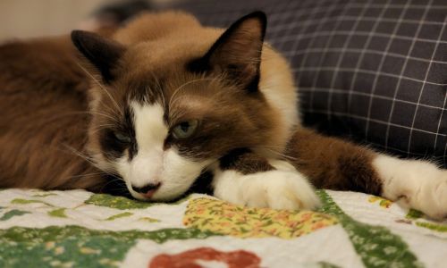 A cat lying down on a bed 