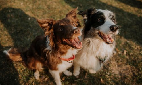 Two dogs sat in a green space outside from an aerial view