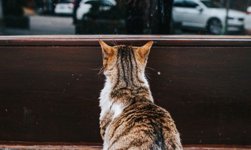 A cat look out a window from the back