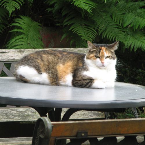 A cat sitting on a table outdoors