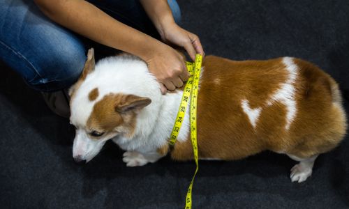 An arial view of a dog with a measuring tape around their waist