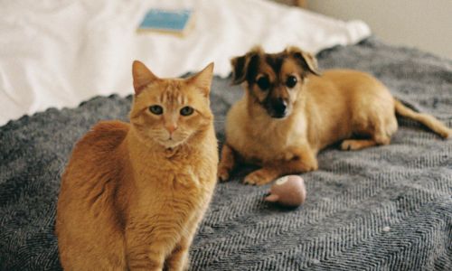 A dog and a cat sitting on a bed