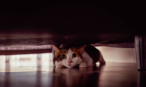 A cat hiding under a chair