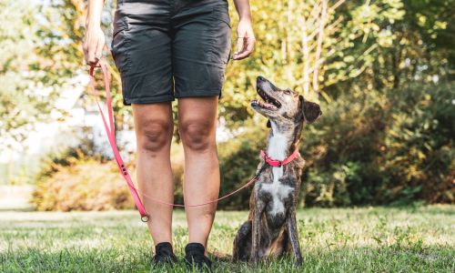 A dog on a lead sat looking up at their owner outside
