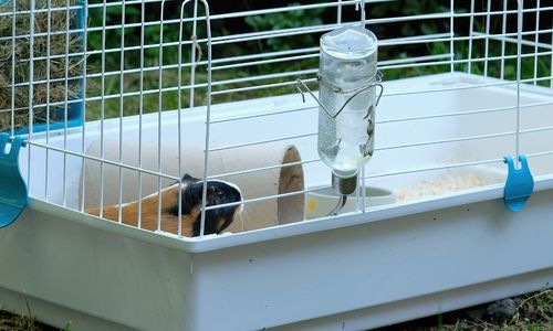 A guinea pig in a cage with a water bottle