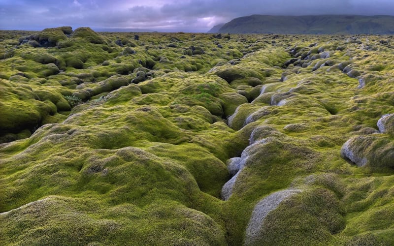 Image of moss in Iceland.