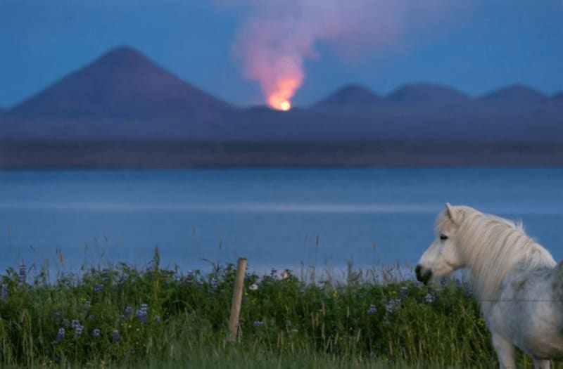 Picture that shows the Icelandic Horse standing in front of an active volcano