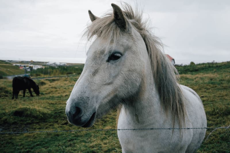 Image of an icelandic horse