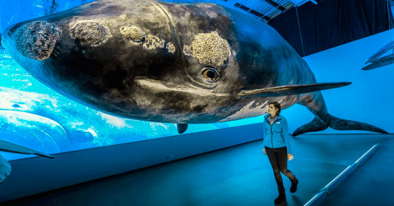 Image of the inside of the whale museum