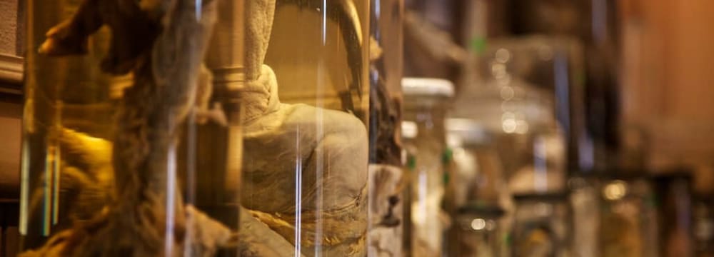 The Icelandic Penis Museum