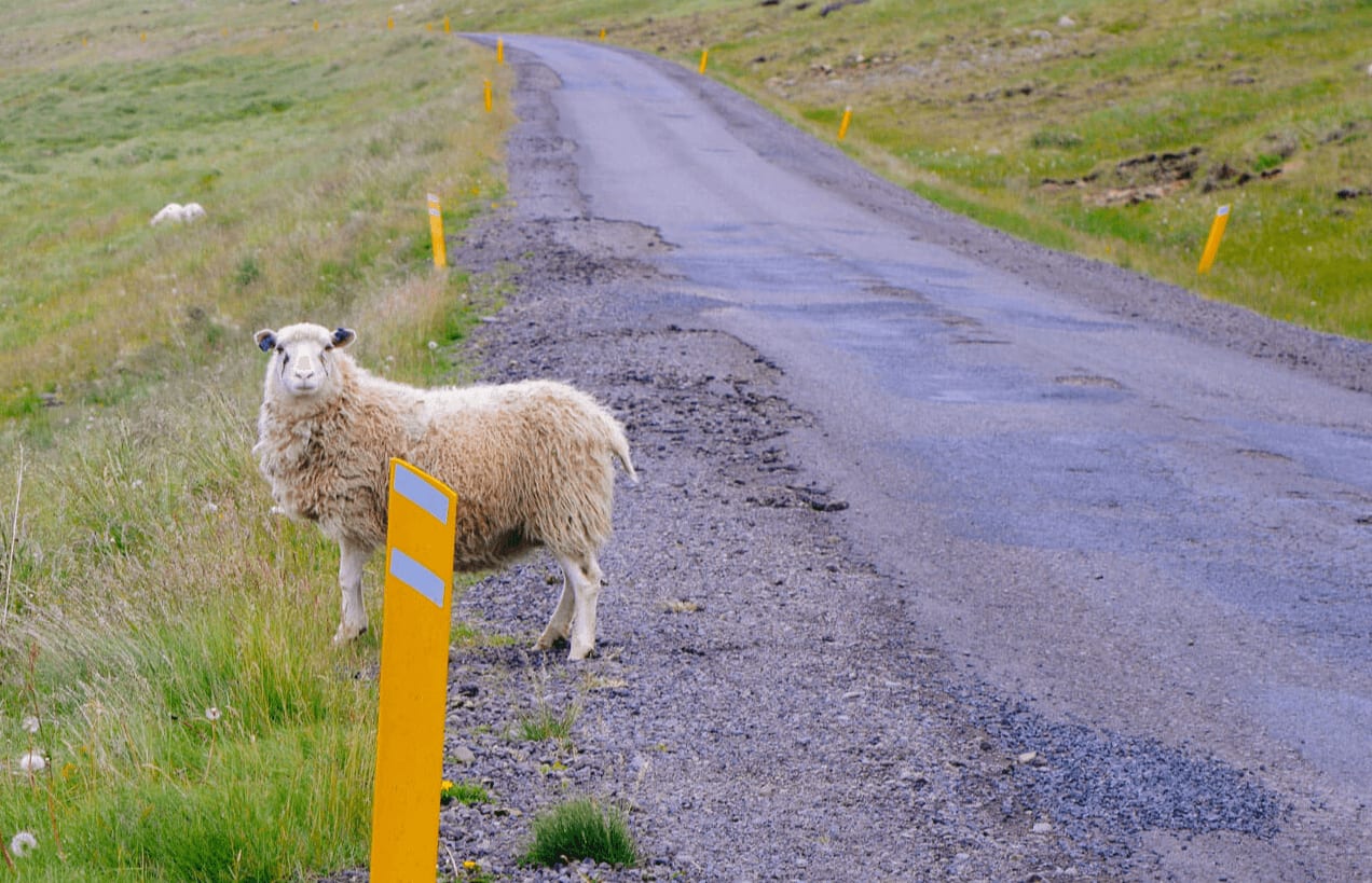 Image of a sheep in Iceland crossing a road, which can be hazardous for drivers.