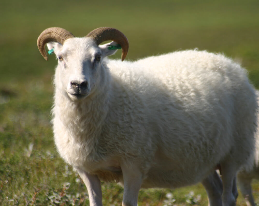 An image of a sheep in Iceland