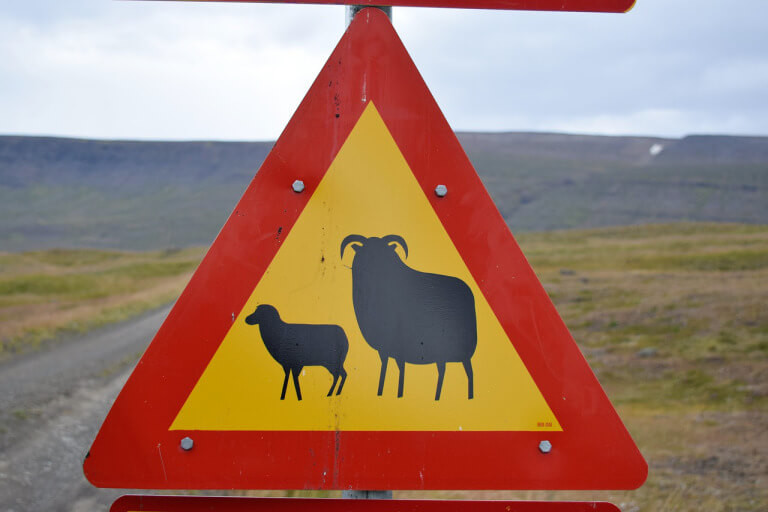 A sign in Icelandic warning of sheep.