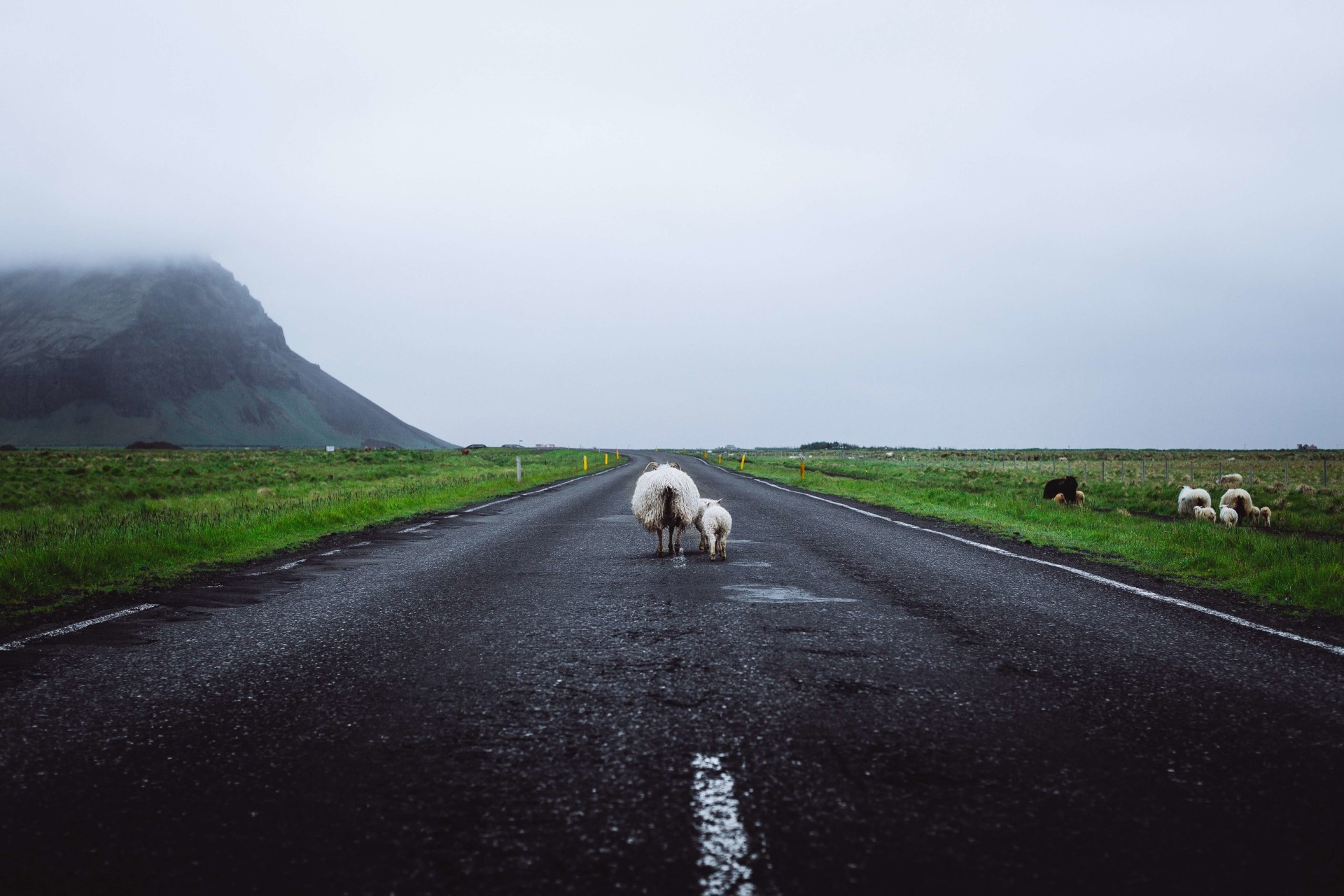 Image of sheep on the road in Iceland