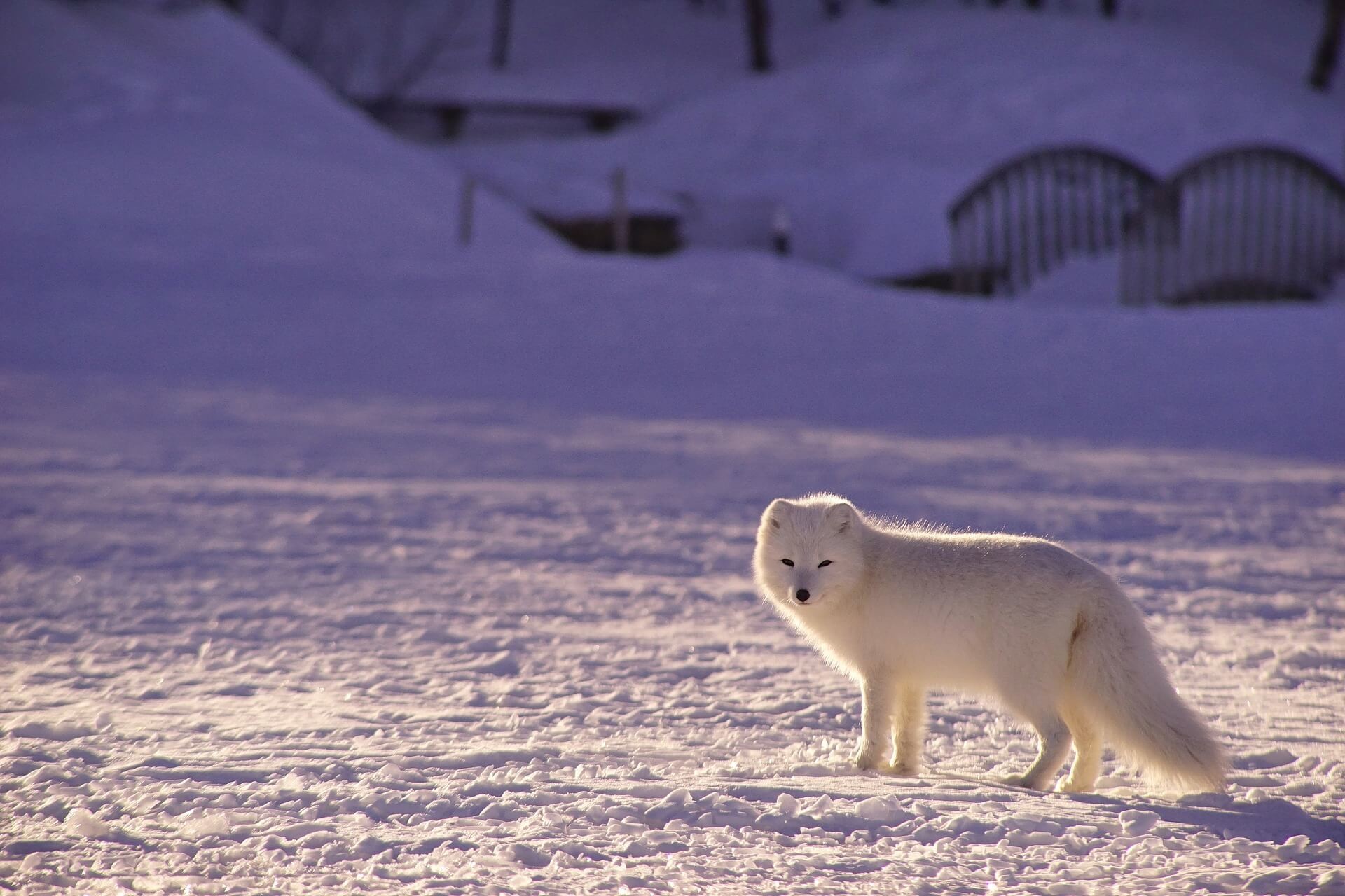 Arctic Wildlife: Guide to the Unique Animals of the Arctic