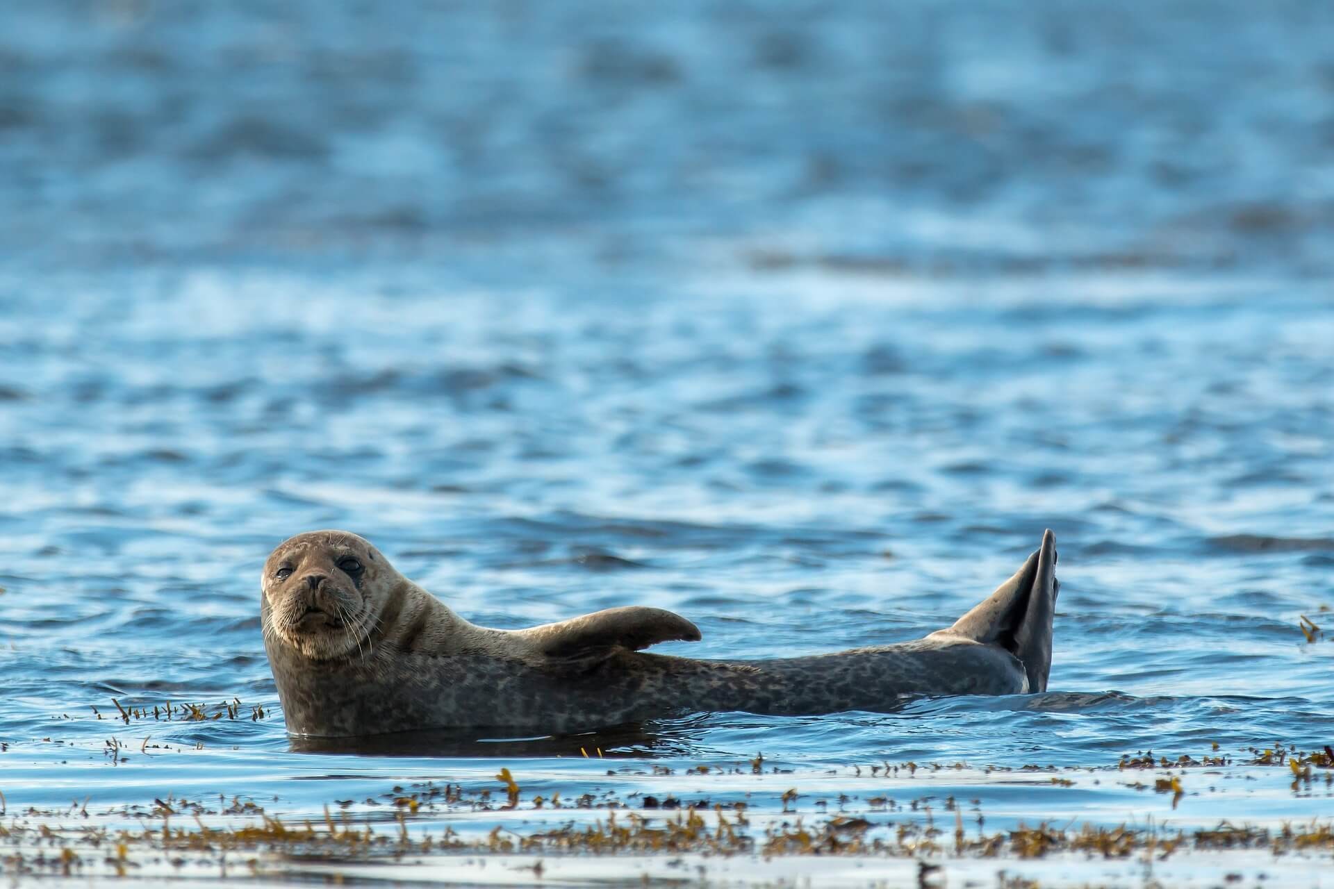 Wildlife in Iceland: How and Where to see Puffins, Whales and more in Iceland Wildlife in Iceland: How and Where to see Puffins, Whales and more in Iceland