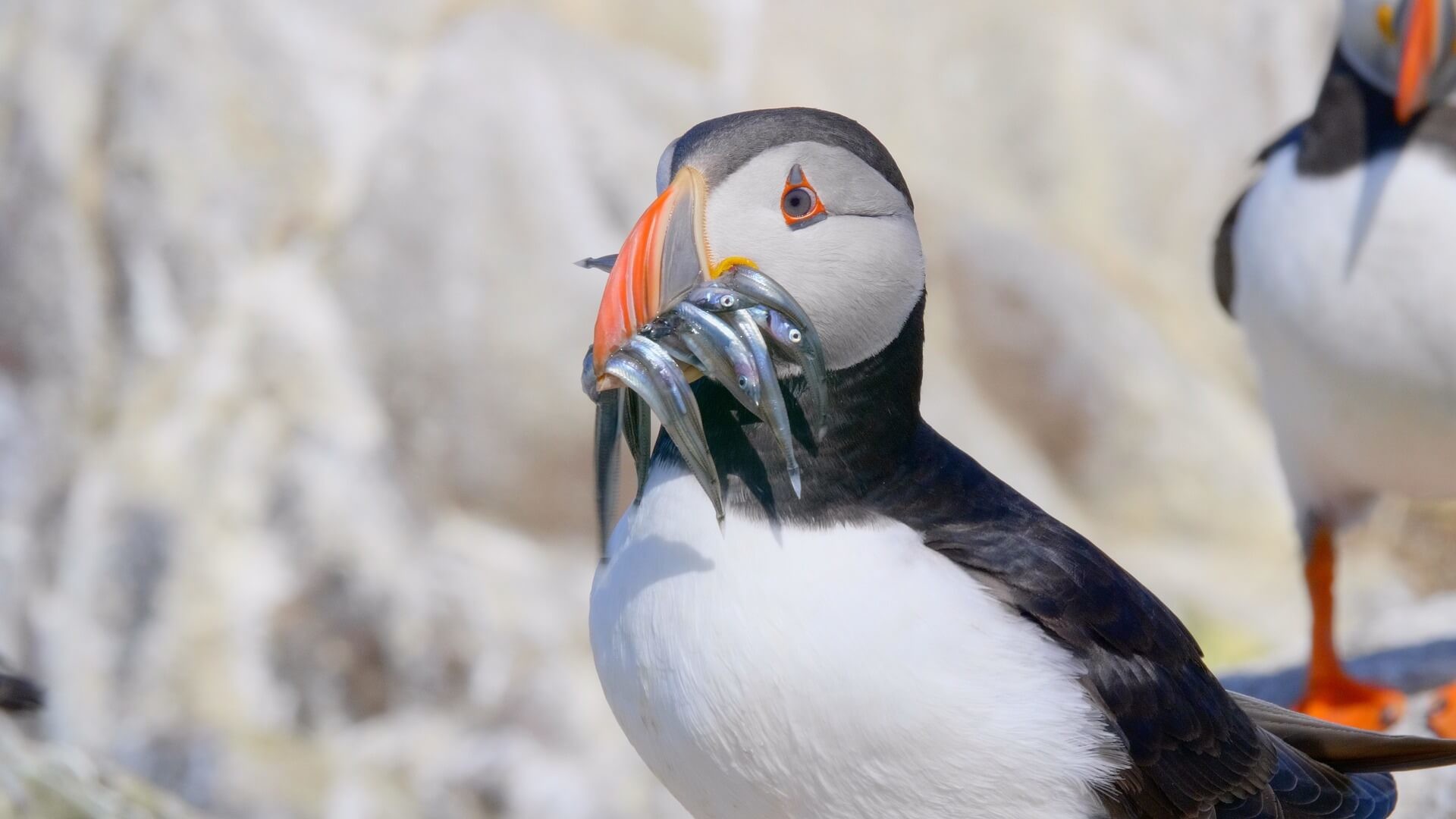 Wildlife in Iceland: How and Where to see Puffins, Whales and more in Iceland Wildlife in Iceland: How and Where to see Puffins, Whales and more in Iceland