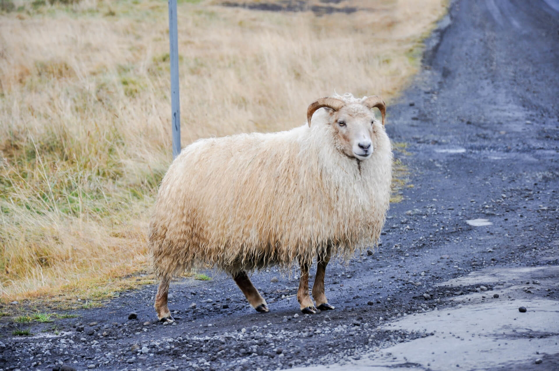 Icelandic Sheep on the road - careful