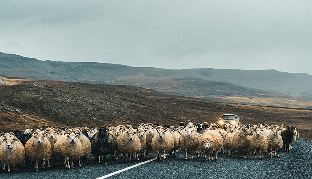 Image of sheep crossing the road in iceland