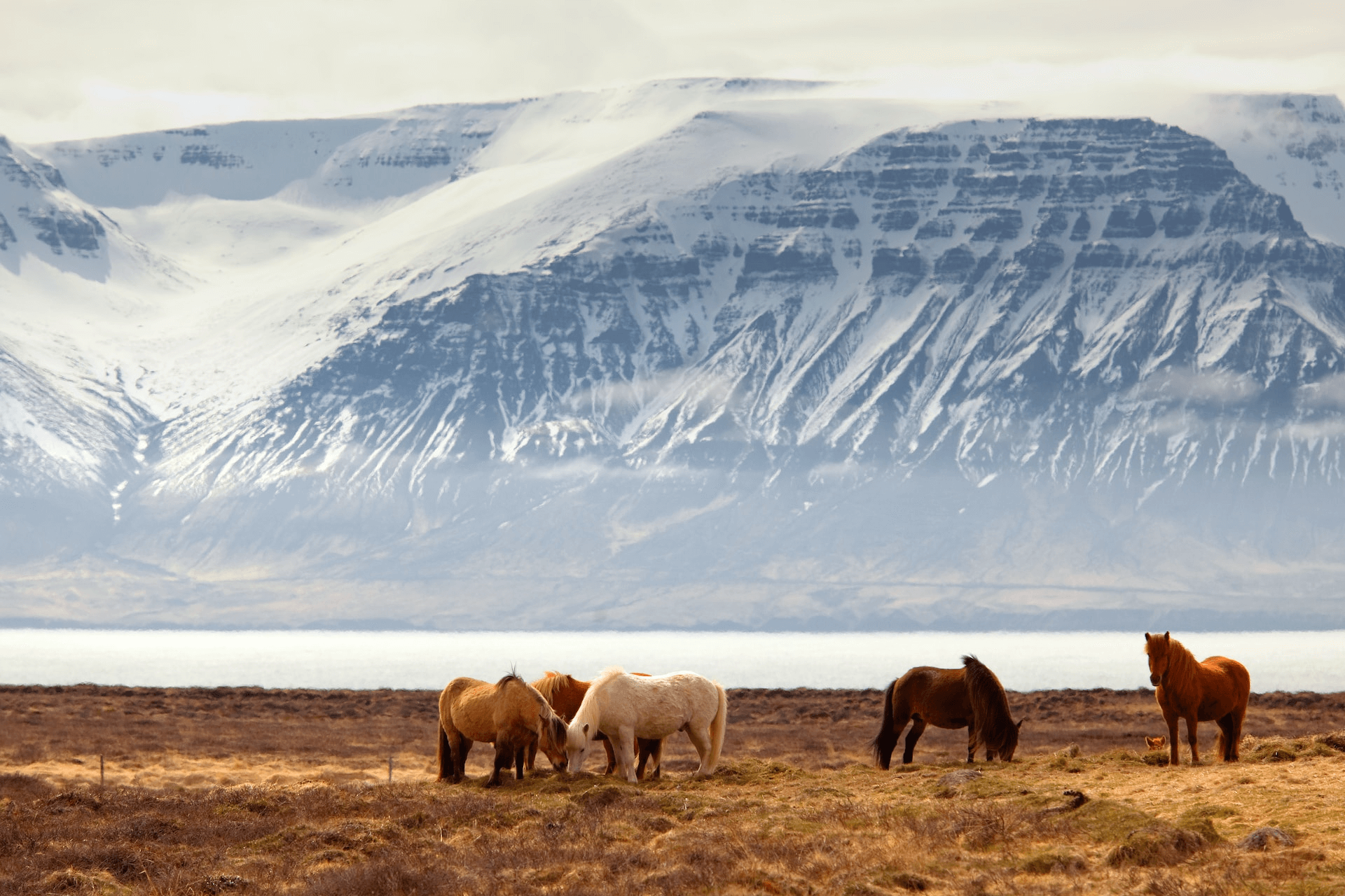 Image of horses in the nature in Iceland