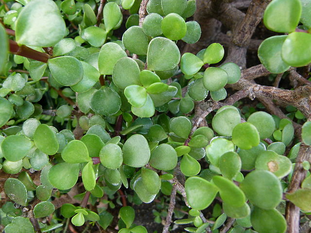 A picture of the featured plant of the blog post.