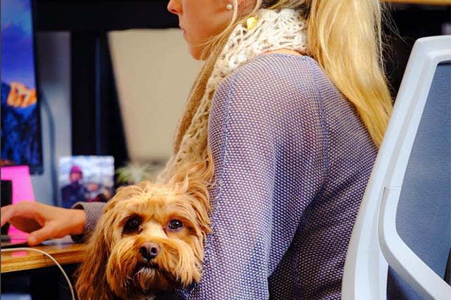 Woman at desk holding her dog