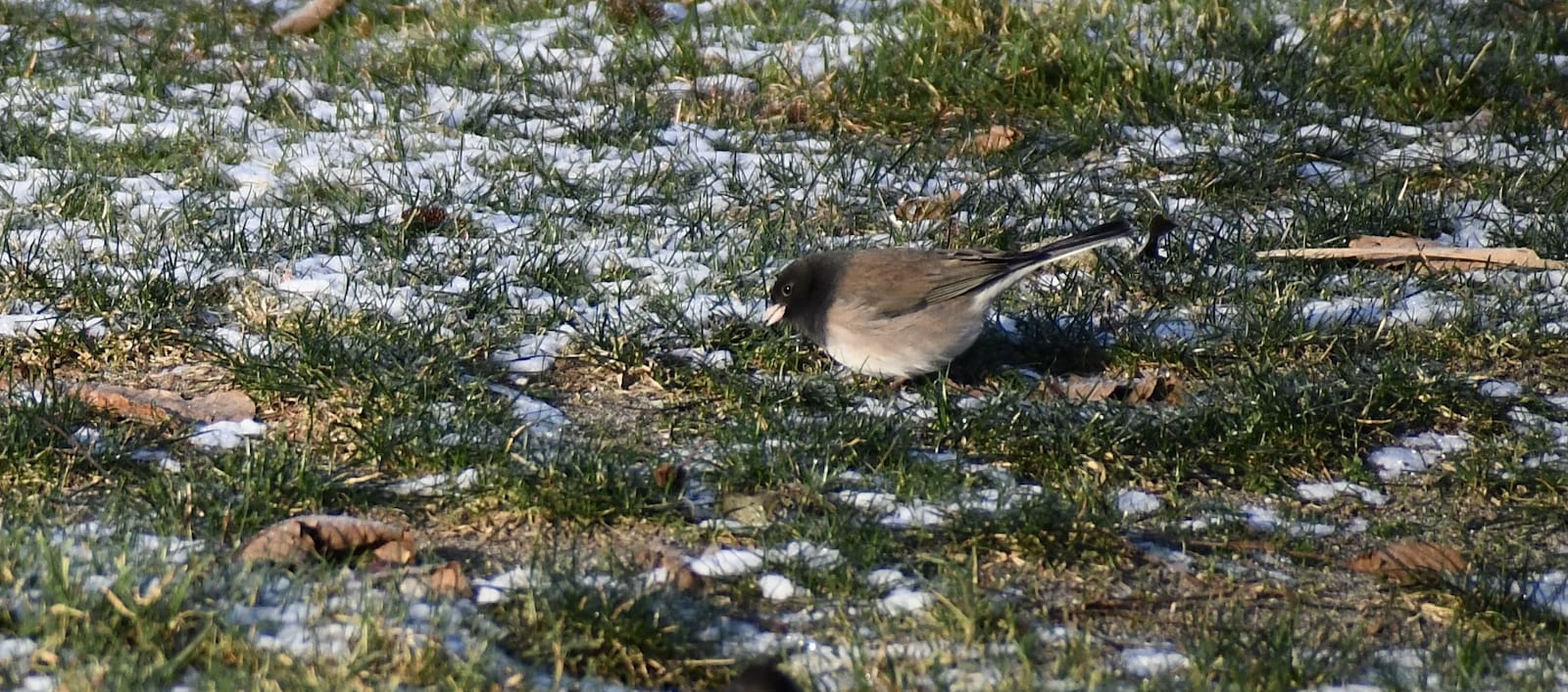 Picture of a Dark-Eyed Junco, a bird from British Columnia with a black head and the rest of the body being brown and white. It's standing on the grass, which patches of ice and snow behind it.