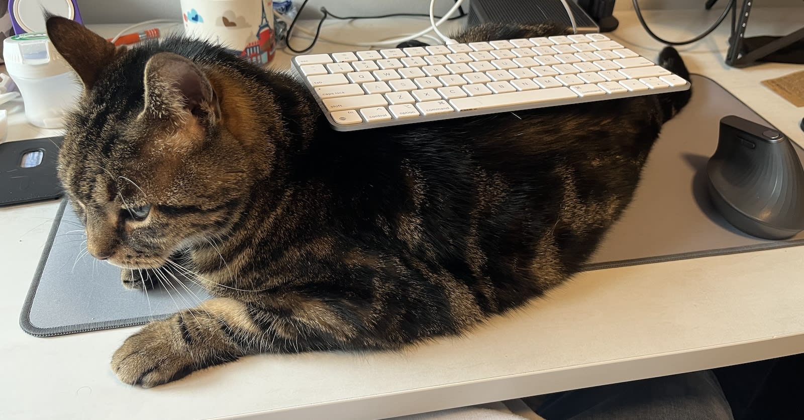 A picture of my cat named Crumble, resting on my desk with a white Apple keyboard on his back. There is a little bit of mess on the desk: a cup of coffee, a Logitech computer mouse and a transit pass in a black plastic case.
