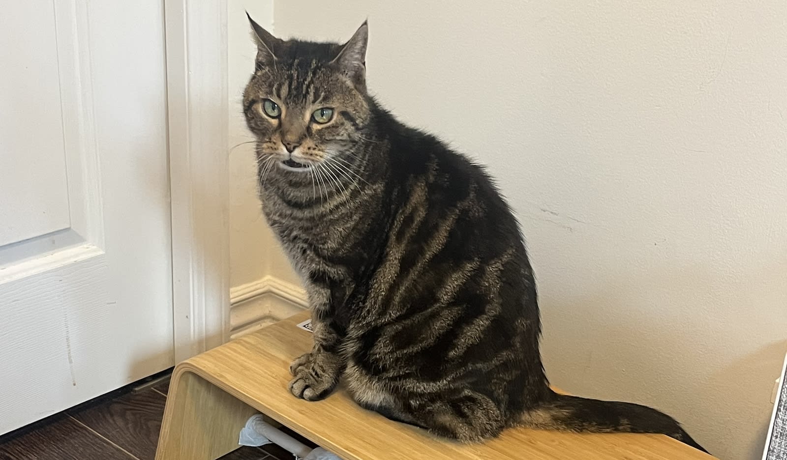 Crumble the cat, pictured here asking for my attention as I’m trying to work 