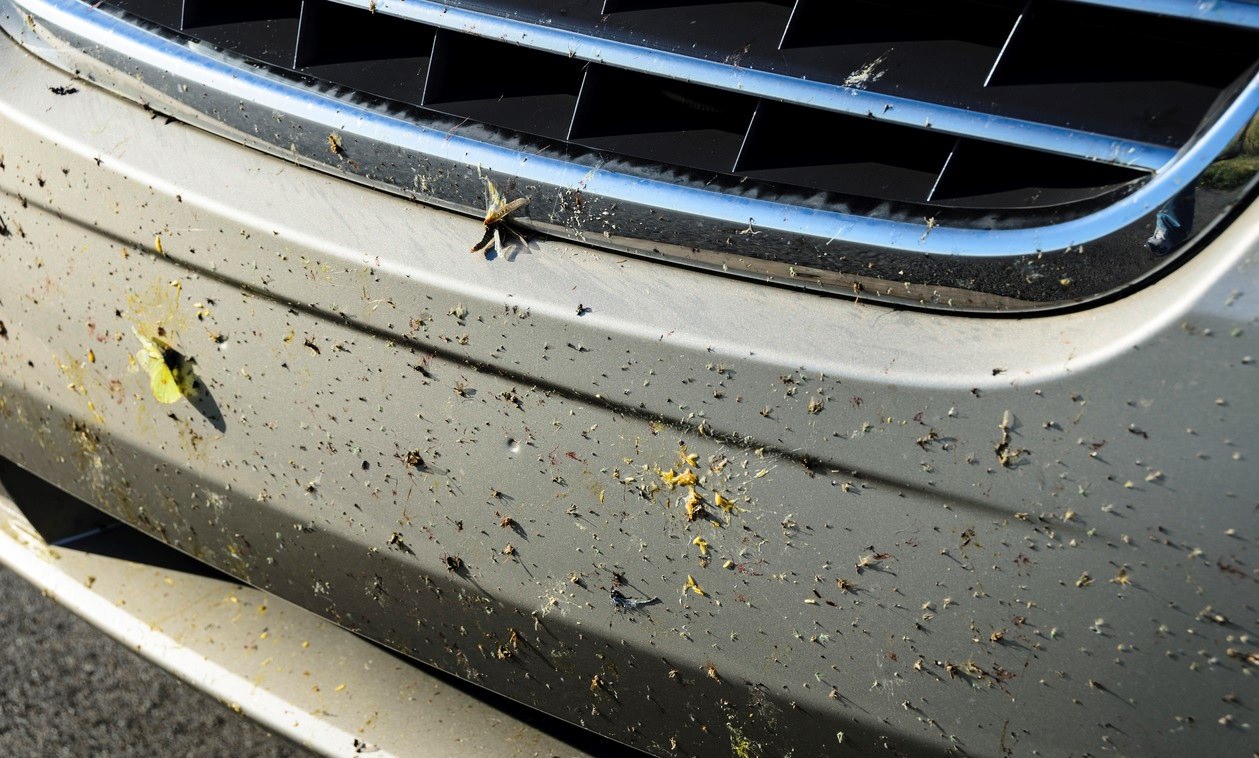 Keep Bugs Off Your Car This Summer