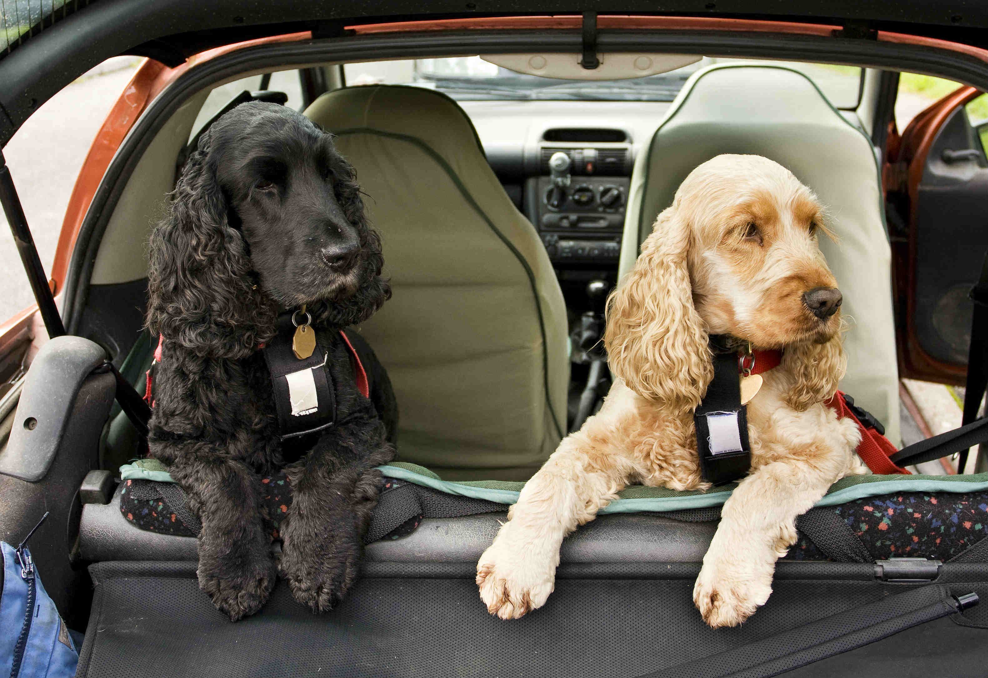 blog/224/What is a suitable restraint for an animal in a car