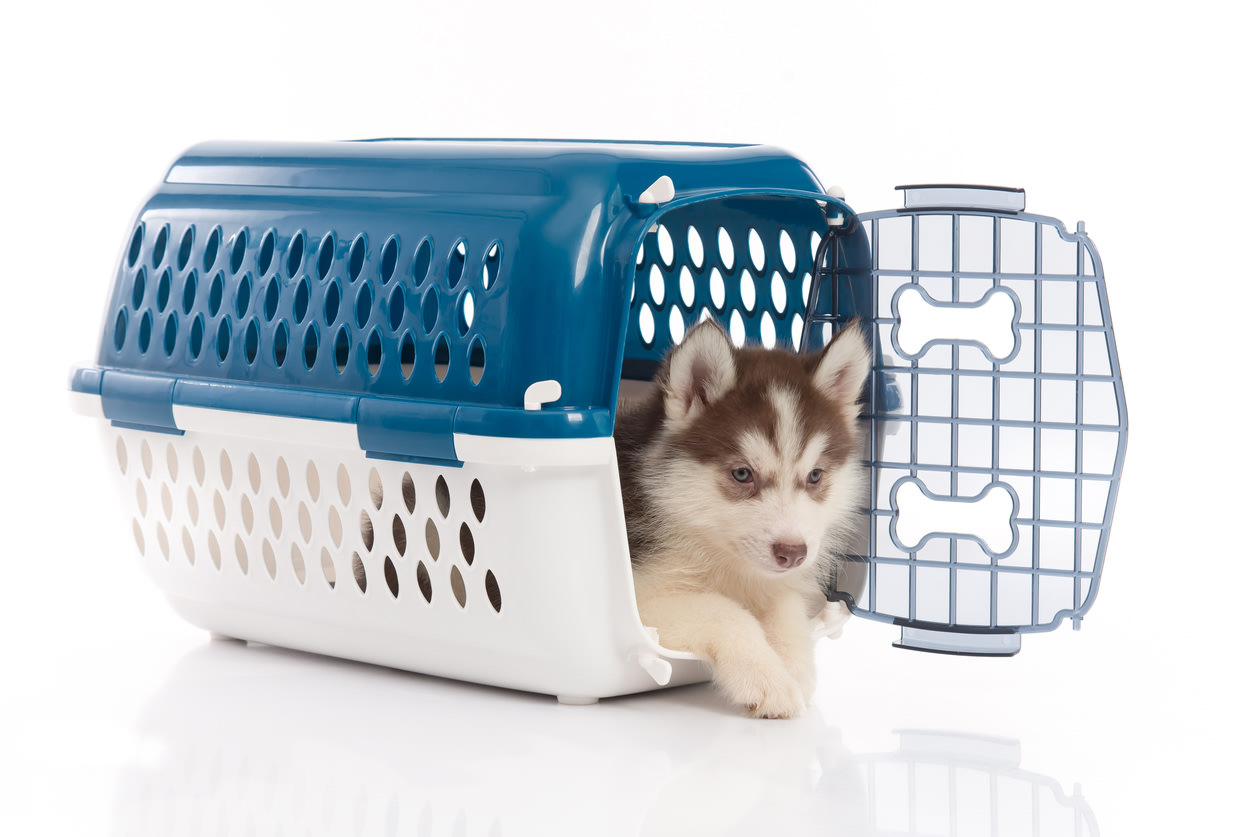 image of a puppy travel cage for cars