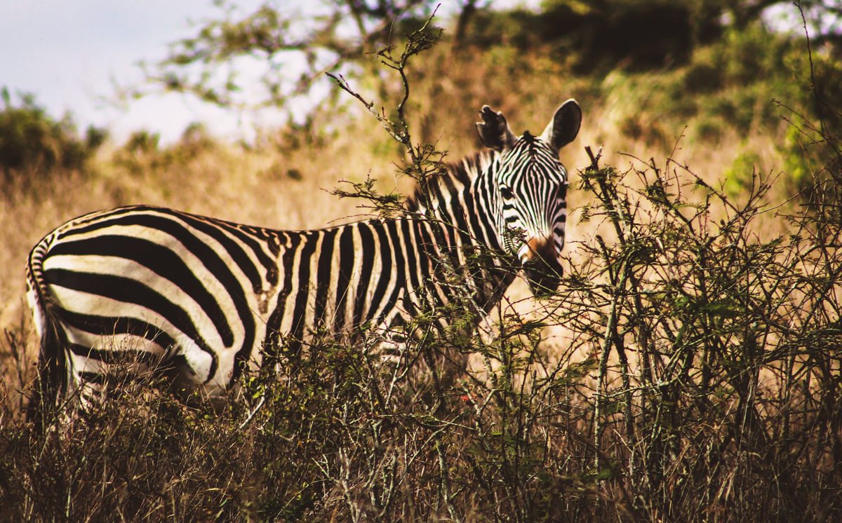 safari parks uk drive through