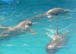 dolphins