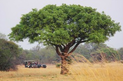 African Safari Car Hire