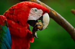 Costa Rica Macaw