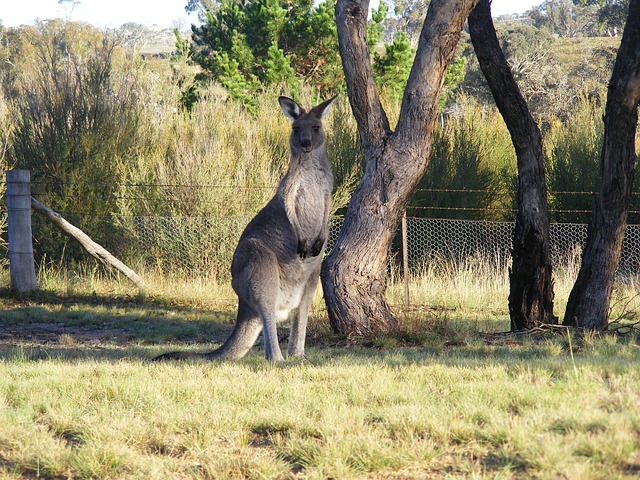 Canberra Airport