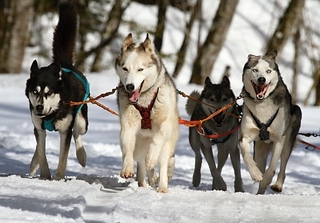 dog sledding