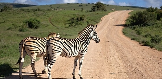 zebras zebras