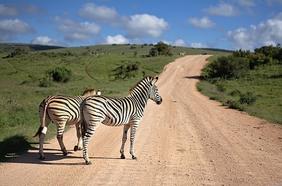 zebras on road zebras