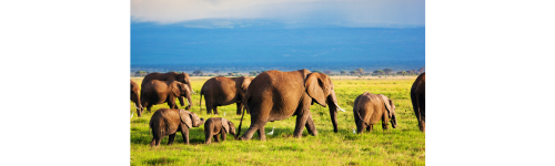 elephant herd