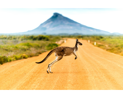 Kangaroo on Australian road Kangaroo on dirt road in Australia