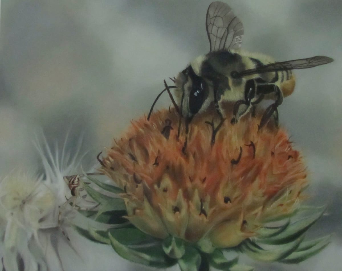 Bee and Spider