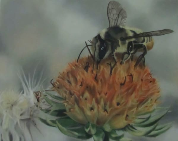 Bee and Spider