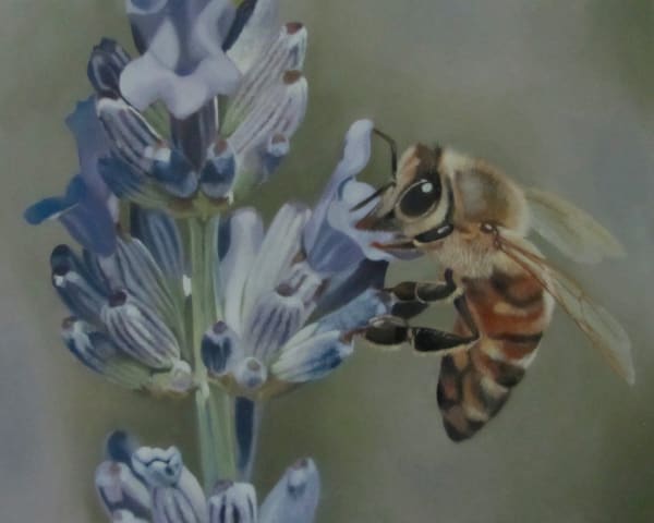 Bee on Lavendar